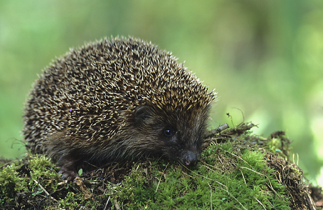 Erinaceus_europaeus_(Marek_Szczepanek)