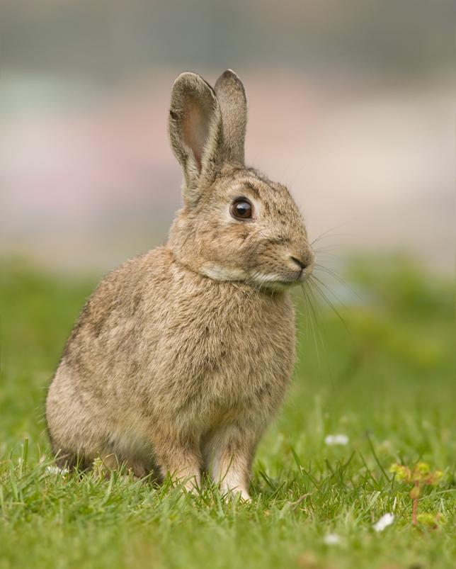 Oryctolagus_cuniculus_Tasmania_2